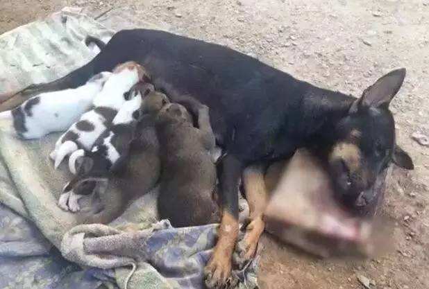 面对狗狗的乳房发炎，你知道该如何解决吗？