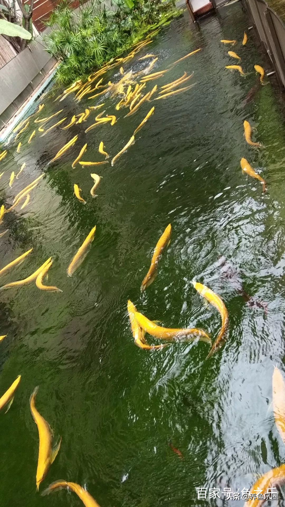 这位土豪家的渔场，光滤材就花了500多万，你确定不要见识一下？