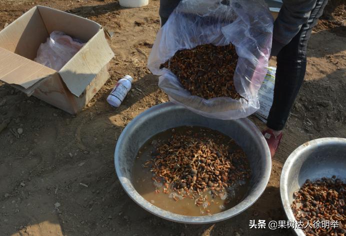 桃树种子播种繁殖的还需要嫁接吗,六月嫁接春季栽的小桃树可以吗