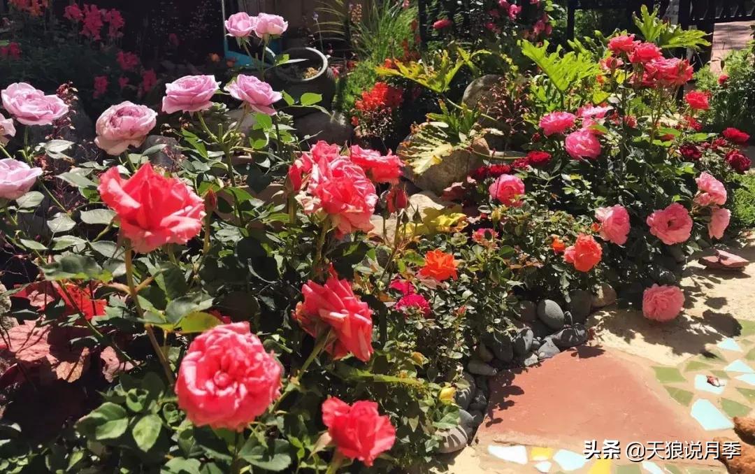 阳台种月季光照少怎么办,光照不好可以养石榴吗