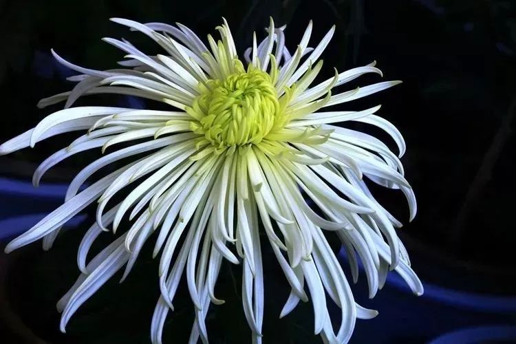 花中四君子菊花国画用笔,花中四君子菊花高清图片