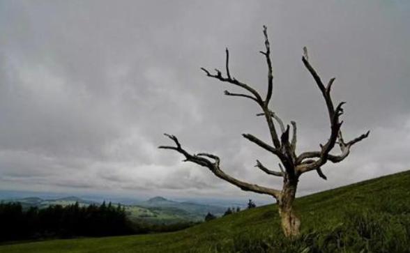 寂静的春天书评,寂静的春天读后感老师评语