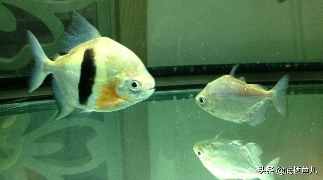 银板鱼和食人鱼哪个好养,粗线银板鱼是食人鱼吗