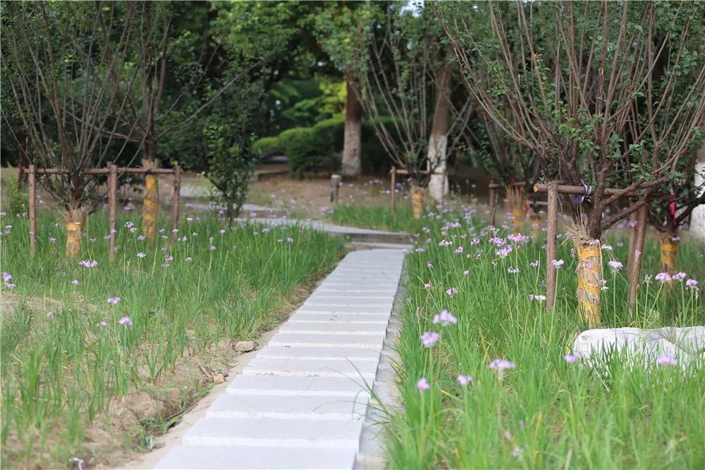 江阴利港中山公园,江阴利港美景