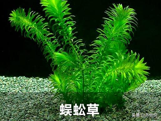 什么水草适合在鱼缸长期养,鱼缸直接放水草泥不养水草行吗