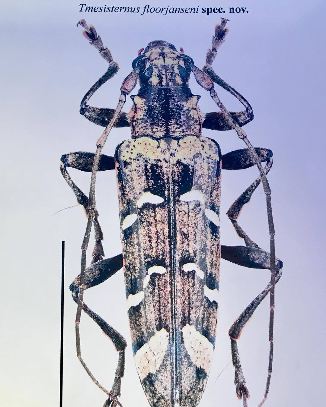 nightwish歌手,nightwish主唱