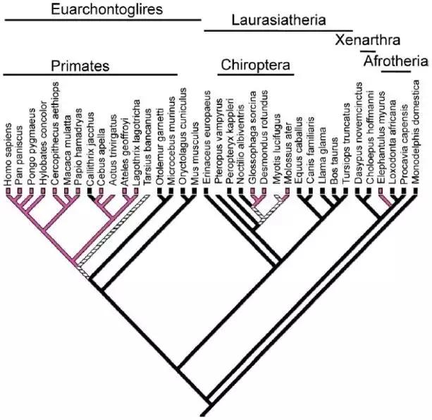 为何人类女性会来大姨妈,为什么只有人类女性有大姨妈