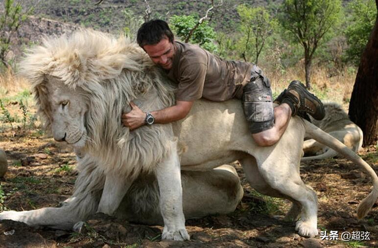 当你遇到狮子该怎么办,当你遇到狮子和老虎该怎么办