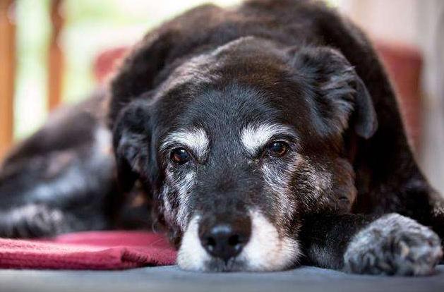 狗狗多大吃老年犬狗粮,狗狗一般多少岁以上属于老龄犬