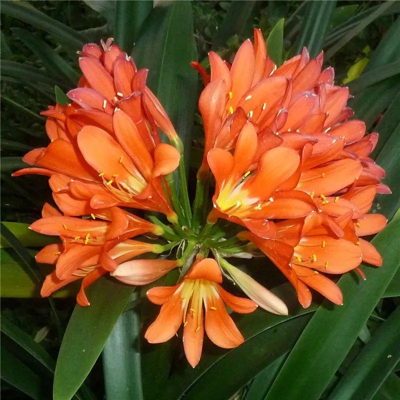 2019真实鲜花图片,2023鲜花爆款图文