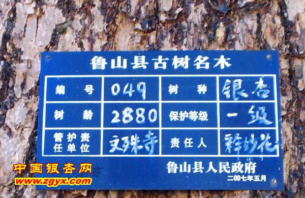 鲁山文殊寺,云雾缭绕人间仙境的寺庙大佛