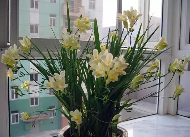 养花如何不把花养死,养花老是养死