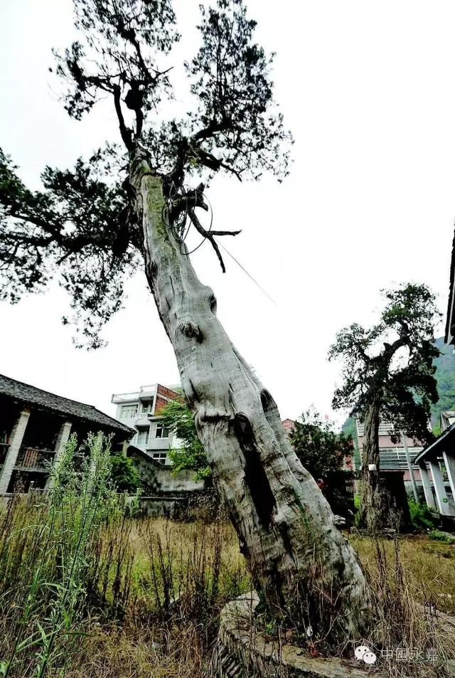 永嘉古村古镇,永嘉县哪些古村落