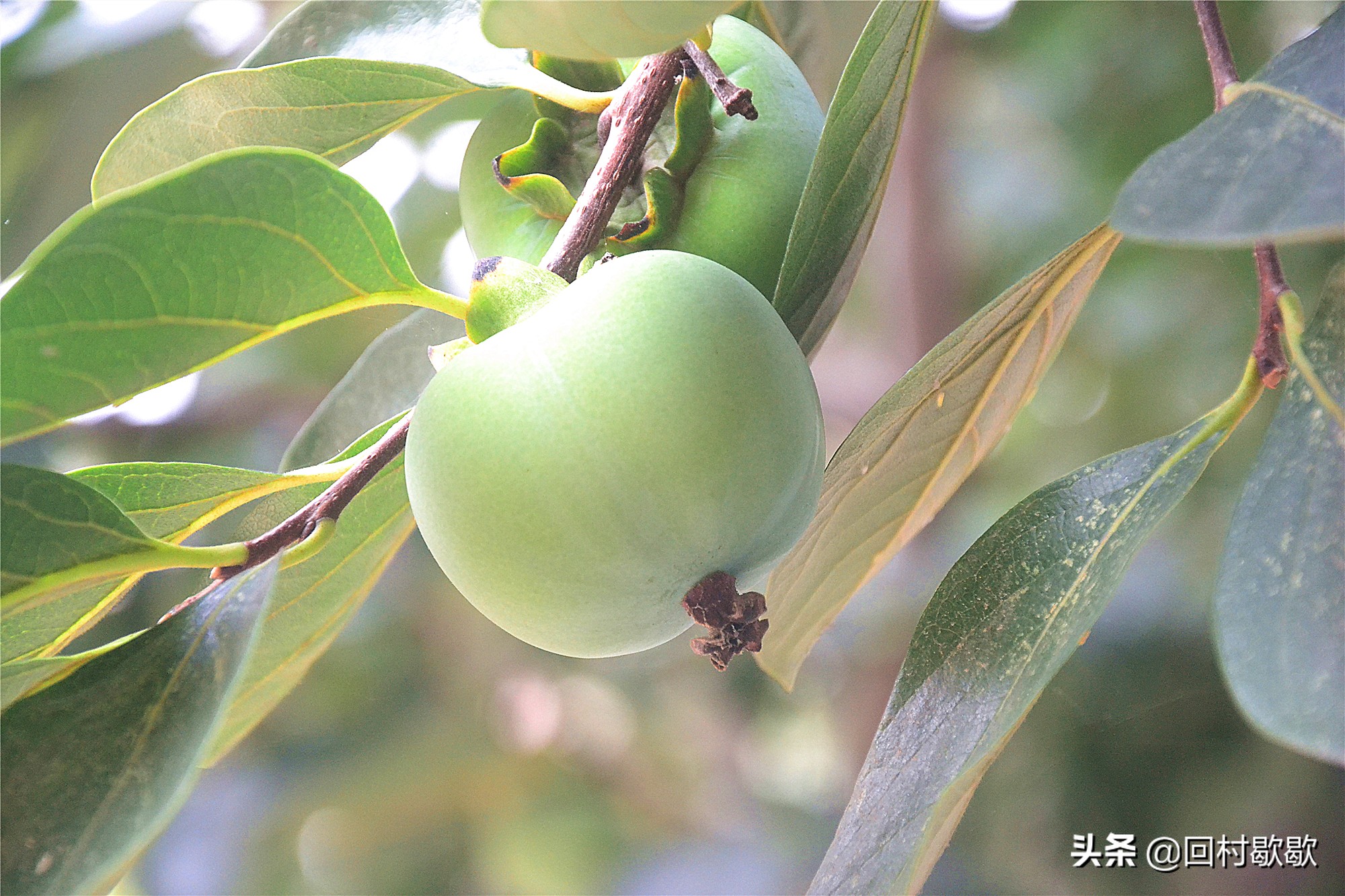 父亲老家寄过来土特产,爸爸从山区寄来的食品