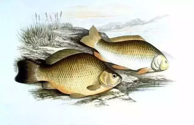 李时珍未解之谜,李时珍历史记载