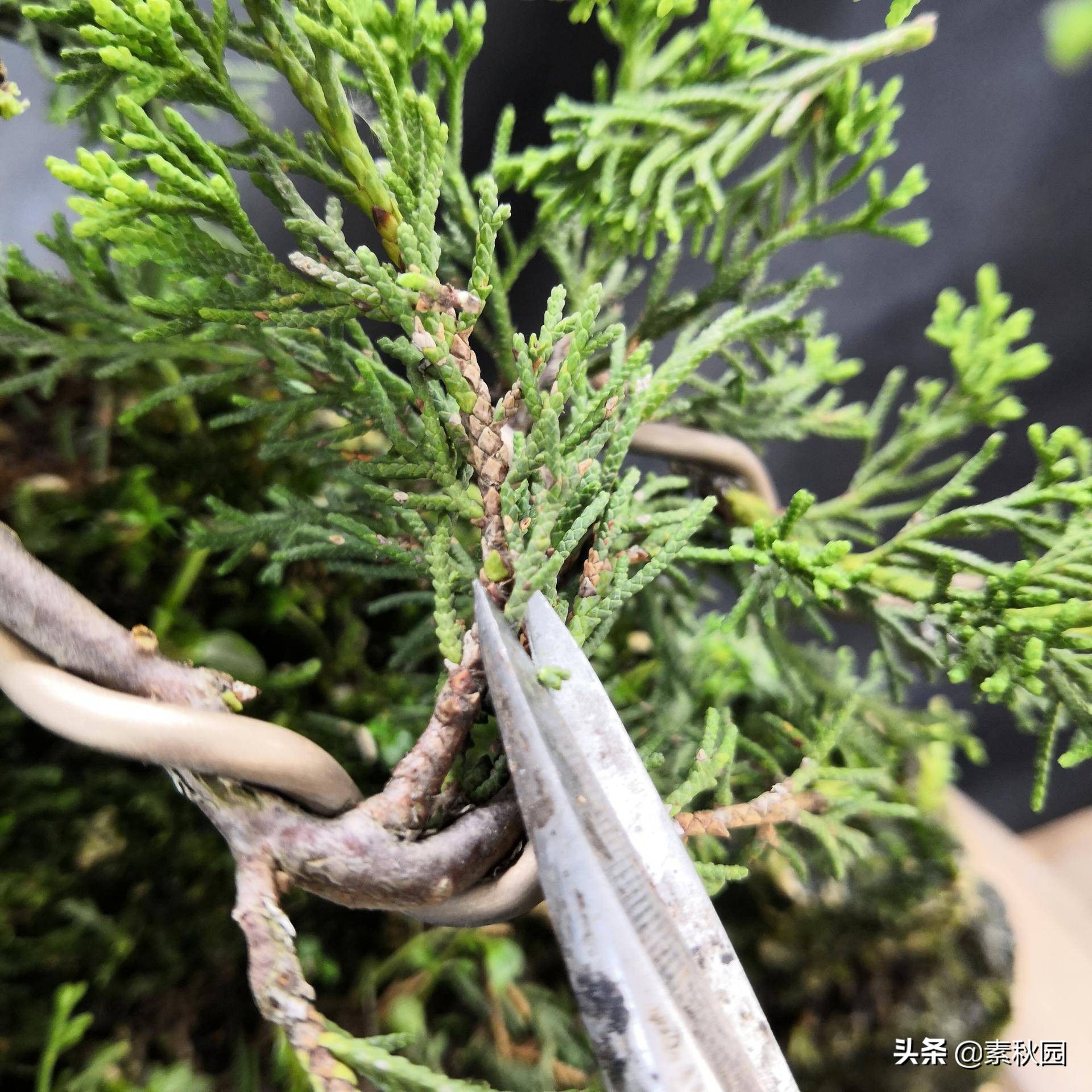 关于系鱼川真柏苗与铝线在石头上发生的那些事儿