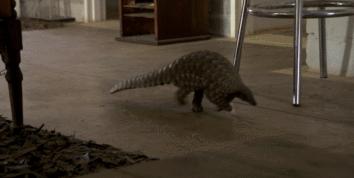 穿山甲报应,报应啊