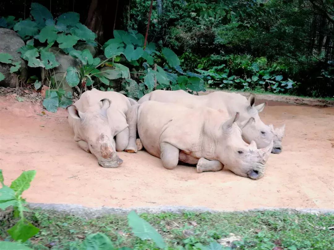 去广州长隆动物园怎么玩划算,广州长隆动物园一天最全游玩攻略