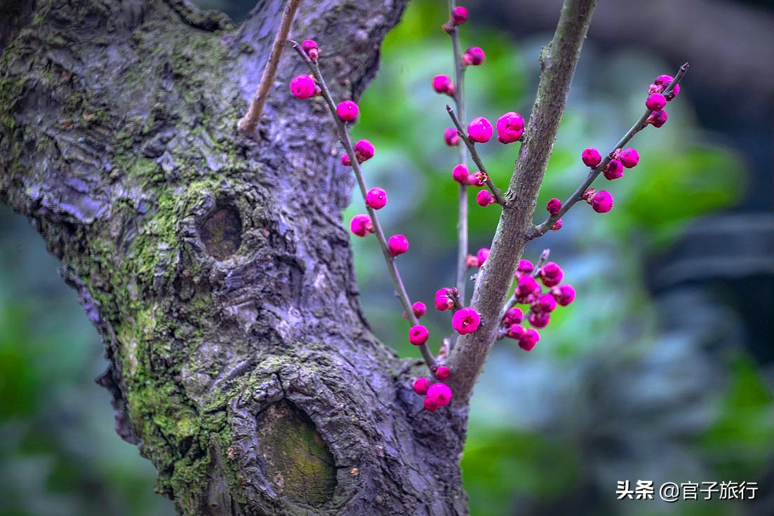 无锡梅园万紫千红约你来，三月梅花盛开，读懂坚韧不拔品质值千金