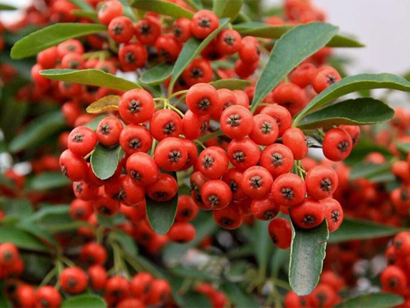 火棘种植方法和时间,火棘种植方法和注意事项