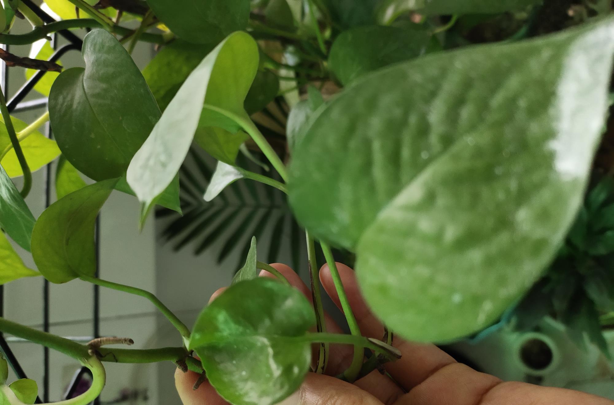 绿萝怎么把它的叶子养得又肥又厚,为啥别人家的绿萝叶子比巴掌还大