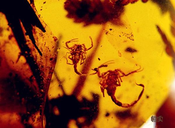 缅甸琥珀和抚顺琥珀哪个好,一篇文章搞懂常见紫砂壶分类