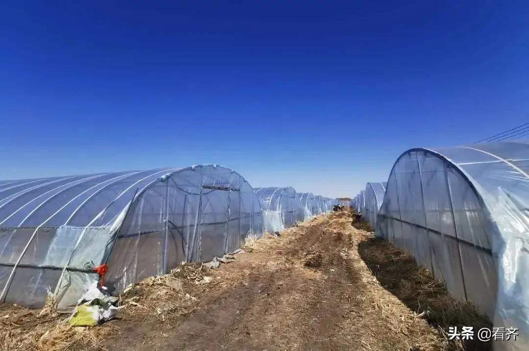 齐齐哈尔市梅里斯:面对“倒春寒”,区农业技术推广中心建议您