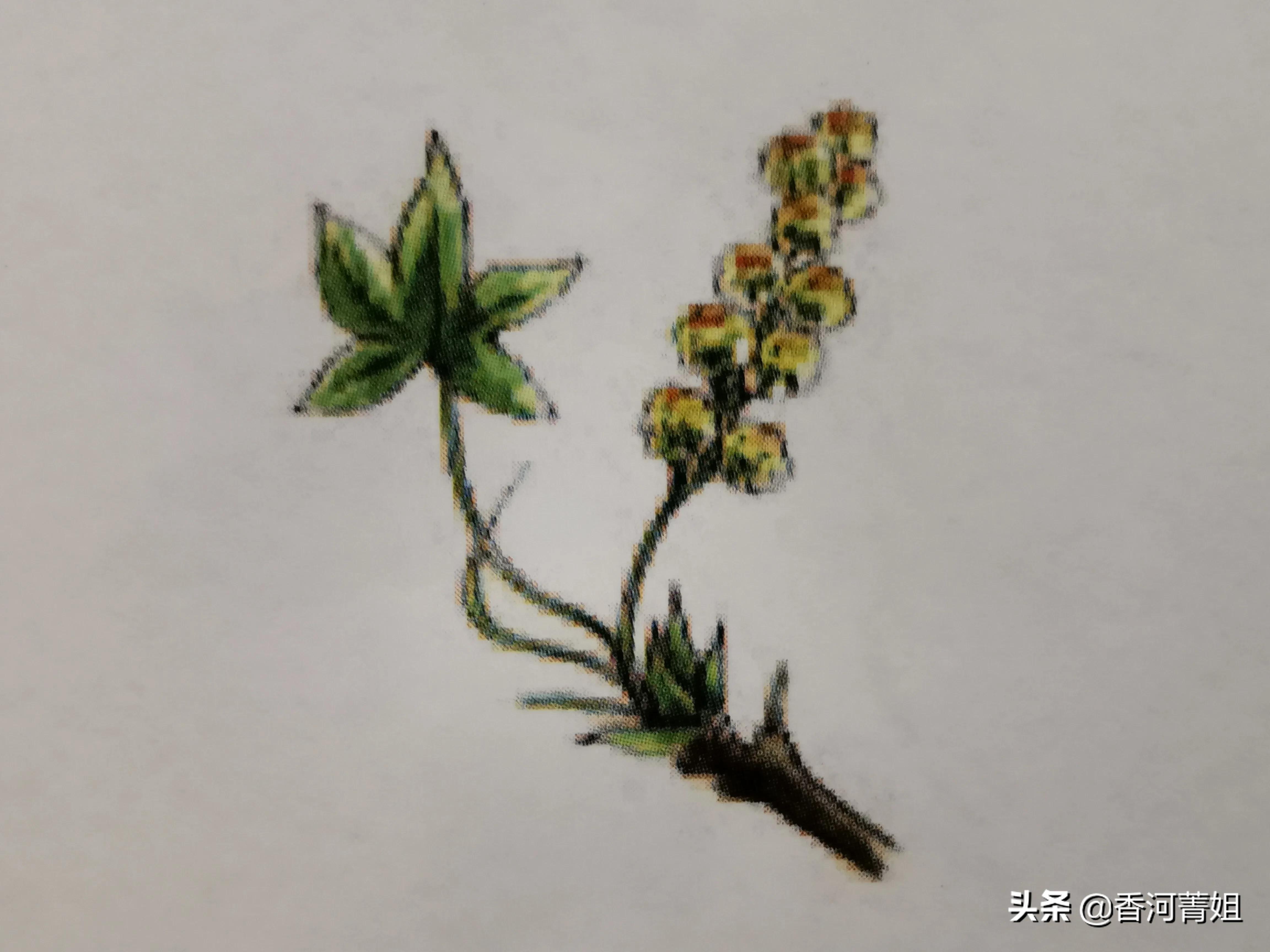 深色硬枫木,进口枫香木