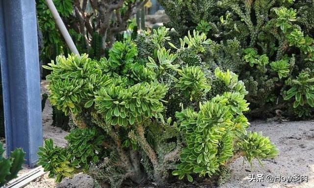 寓意平安富贵的客厅绿植,寓意招财进宝的绿植