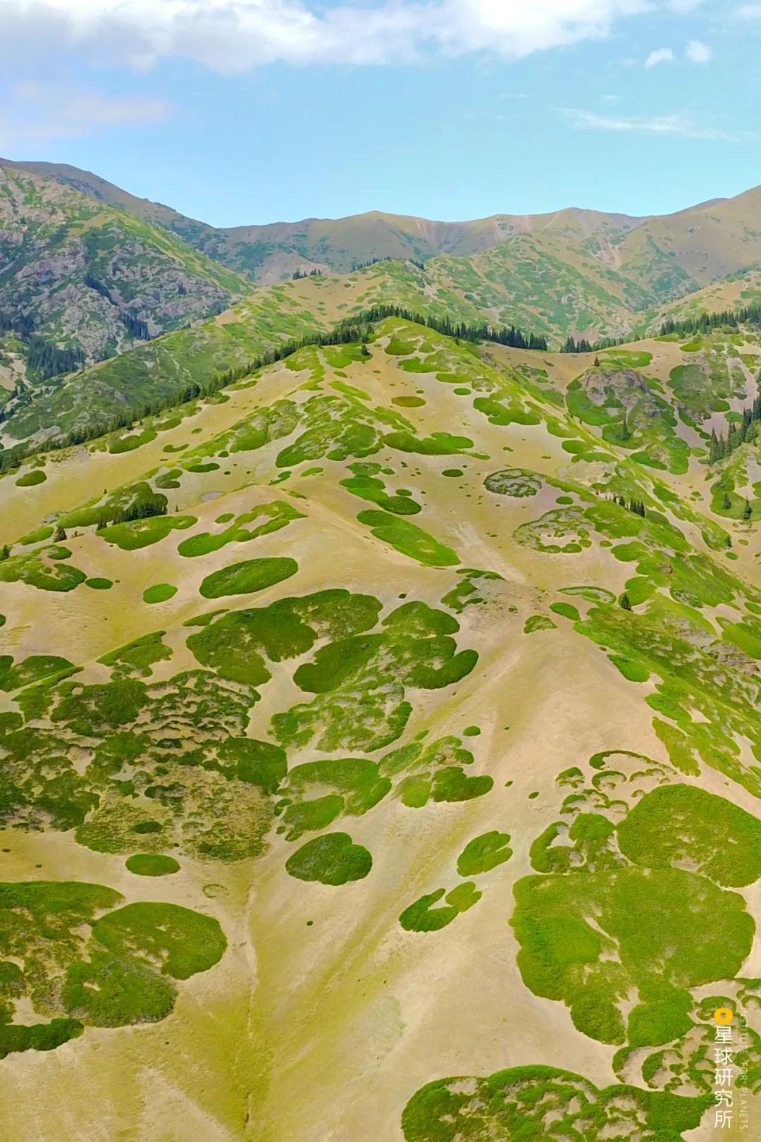 中国植树造林面积,中国植树造林成果国外有什么看法