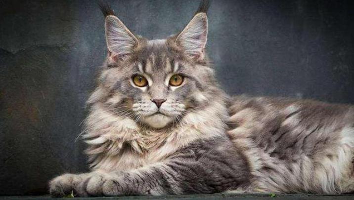 缅因猫吃什么猫粮比较好吃,缅因猫一定要吃益生菌吗