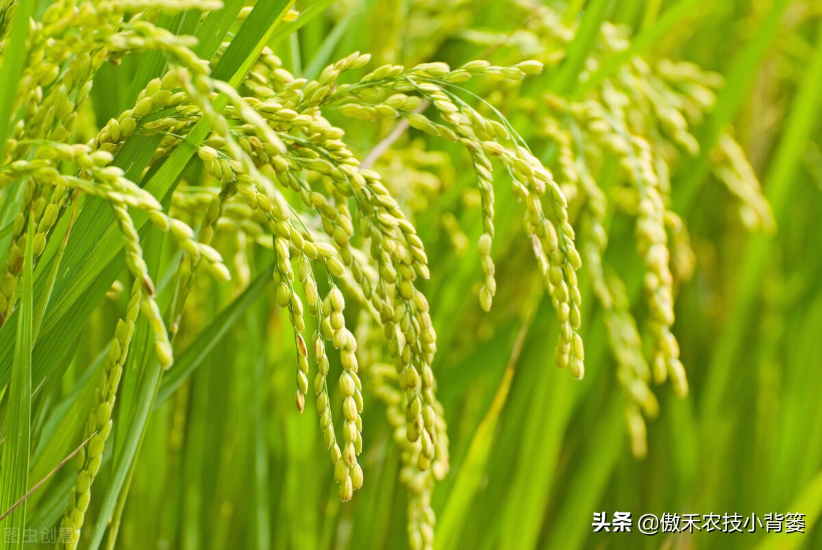 如何防止水稻黄叶,水稻抽完穗黄叶黑杆是什么原因