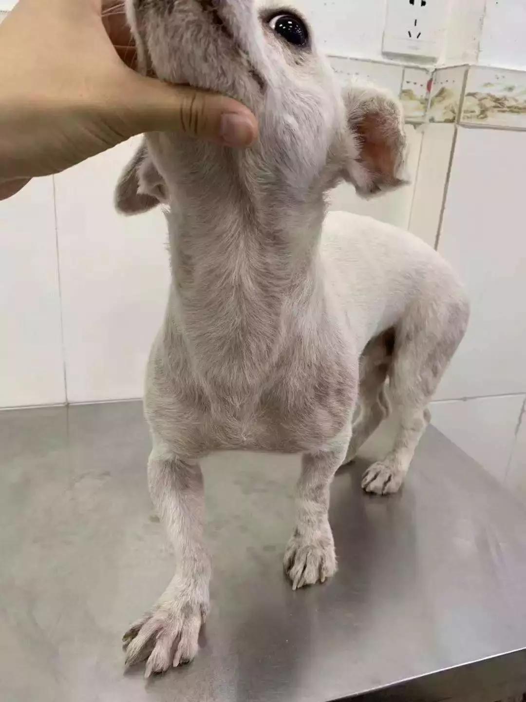 福懋动物医院:猫咪皮肤病不难治,看了这篇你就懂了