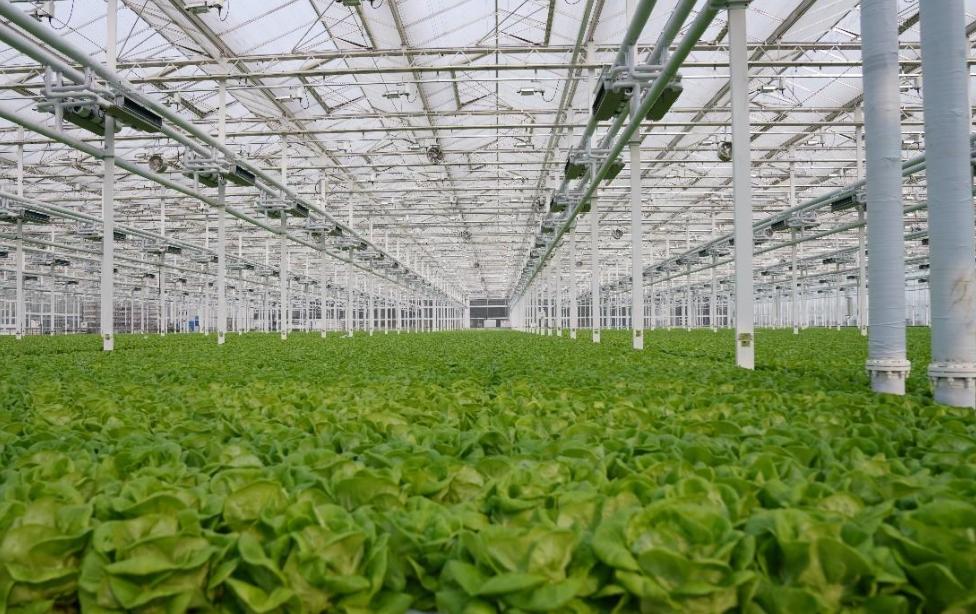 实施乡村振兴战略的总方针是什么,乡村振兴项目申报流程