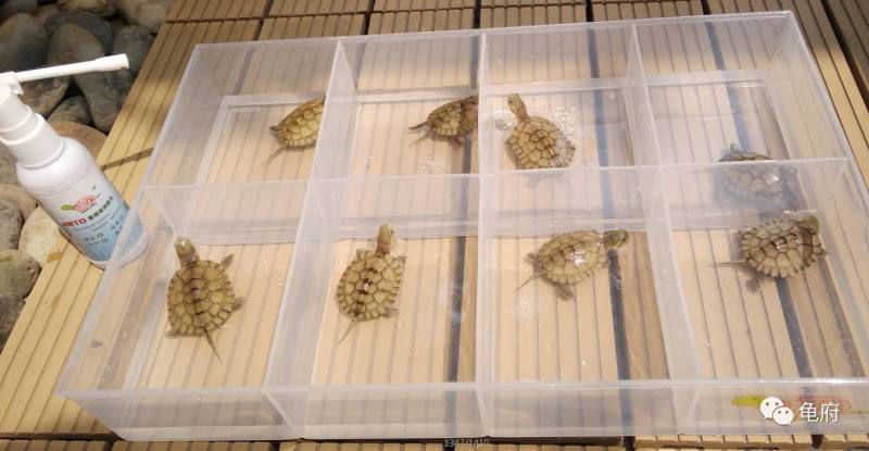 鉴赏花草模板,小青苗照片