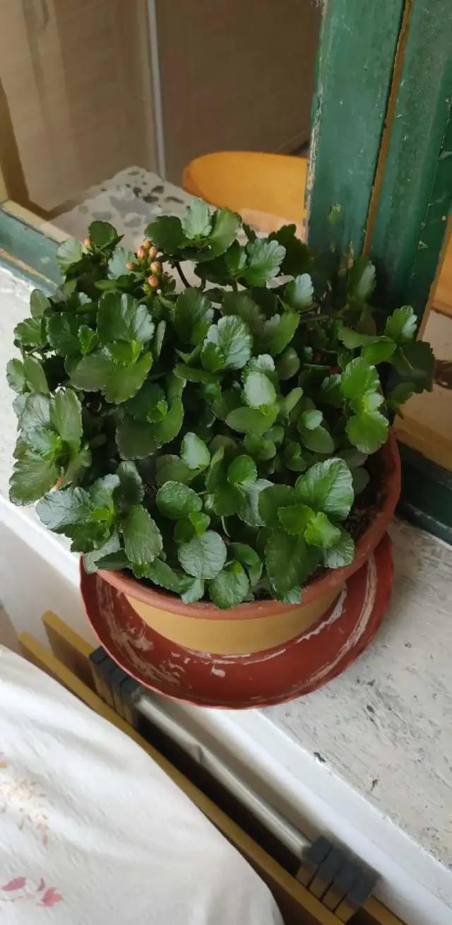 夏天种花不浇水的小窍门,哪十种花夏季少浇水