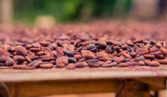 可可期货暴涨的原因,可可现货交易