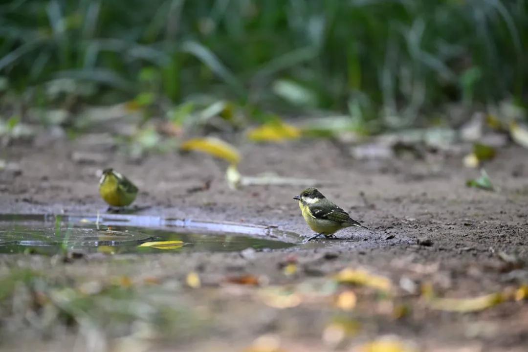 无机械快门的相机,尼康z卡口全画幅相机镜头推荐