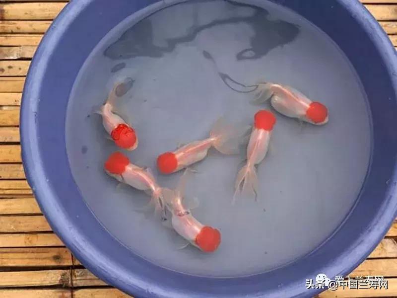 鹤顶红金鱼多久能长大,金鱼品种介绍之鹤顶红