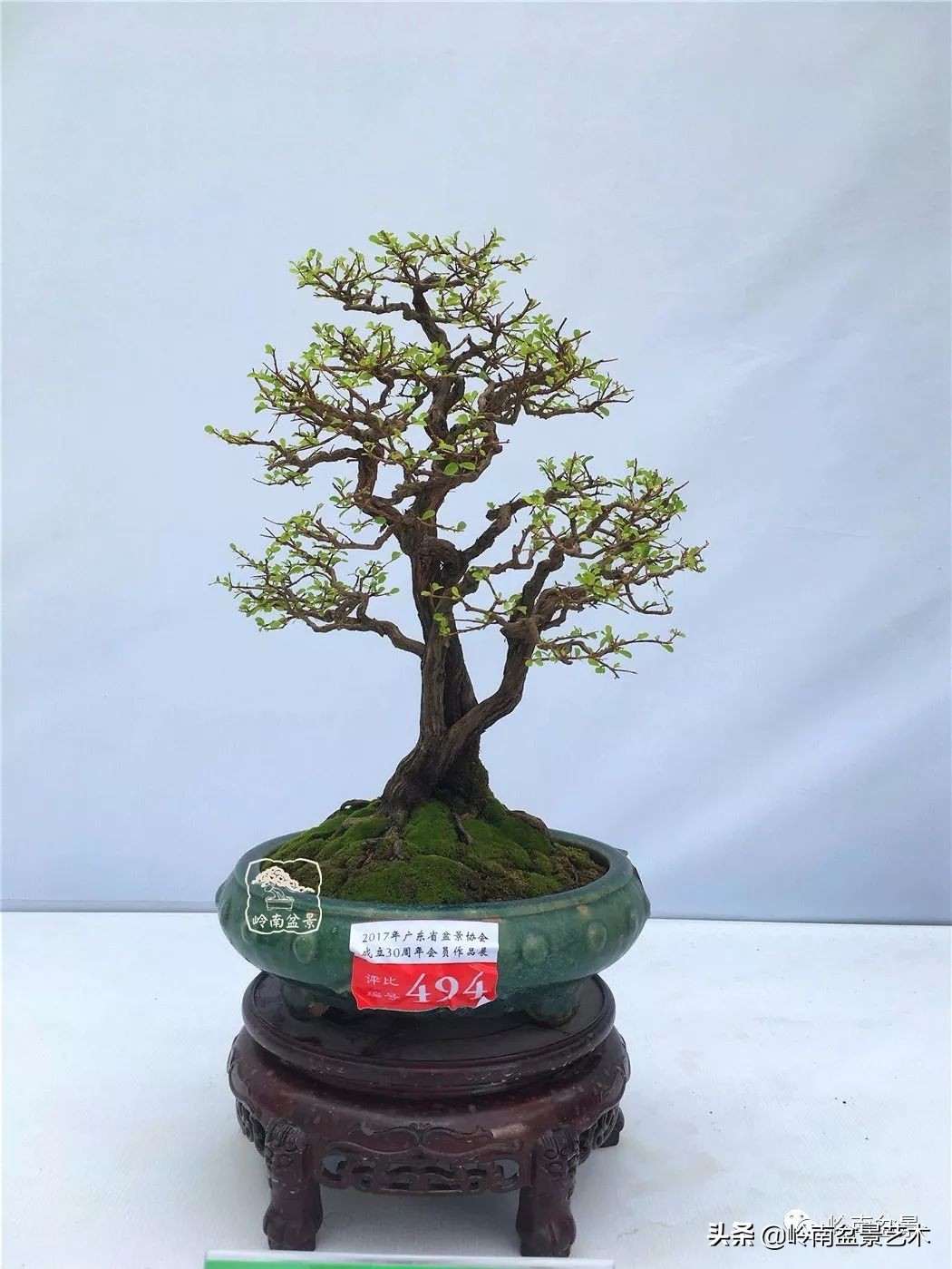 文人杂木盆景精品欣赏,可以做盆景的杂木图片大全