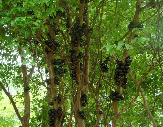 山竹号称水果皇后营养高,为什么山竹会被称为水果皇后