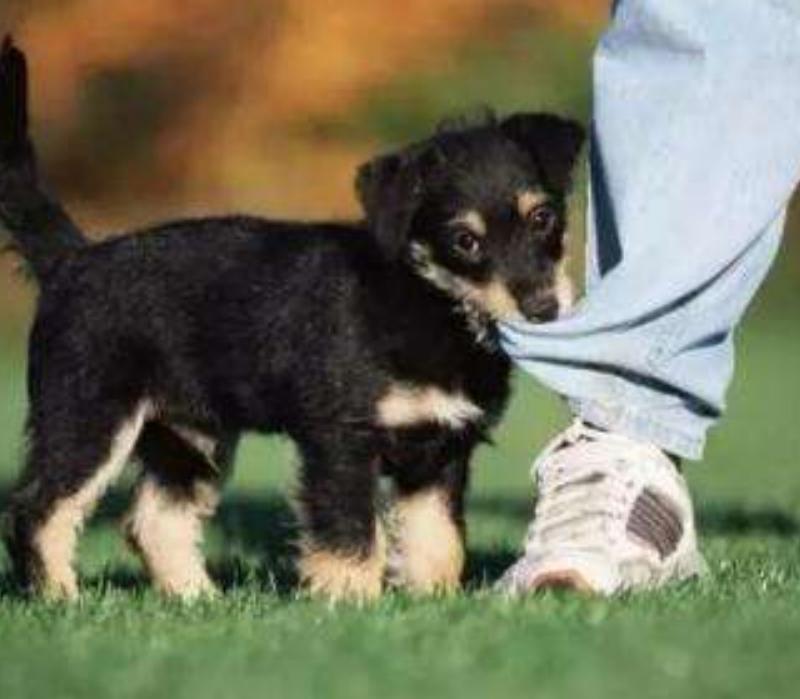 狗狗凶人反抗应该怎么引导,训练狗狗遇到坏人怎么处理