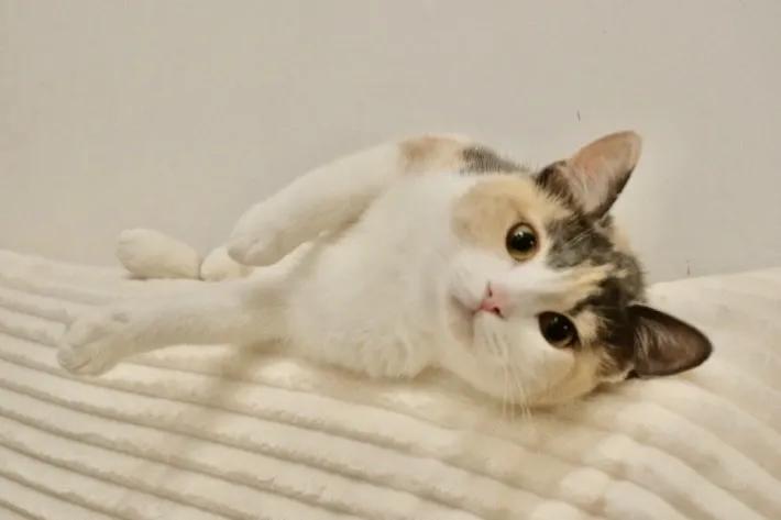 古代猫名字,古代猫的名字