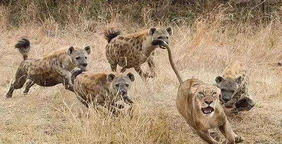 犬科代表非洲野犬，*攻围**狮子，掠夺豹子，暴打鬣狗，成为草原王者