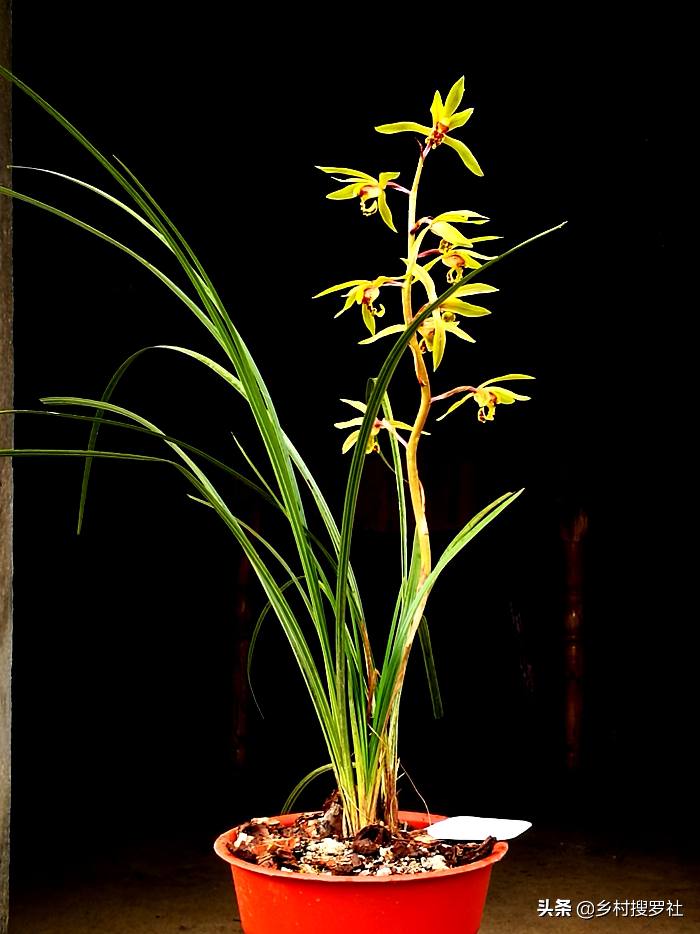 网购兰花预防消苞,网购兰花应注意什么