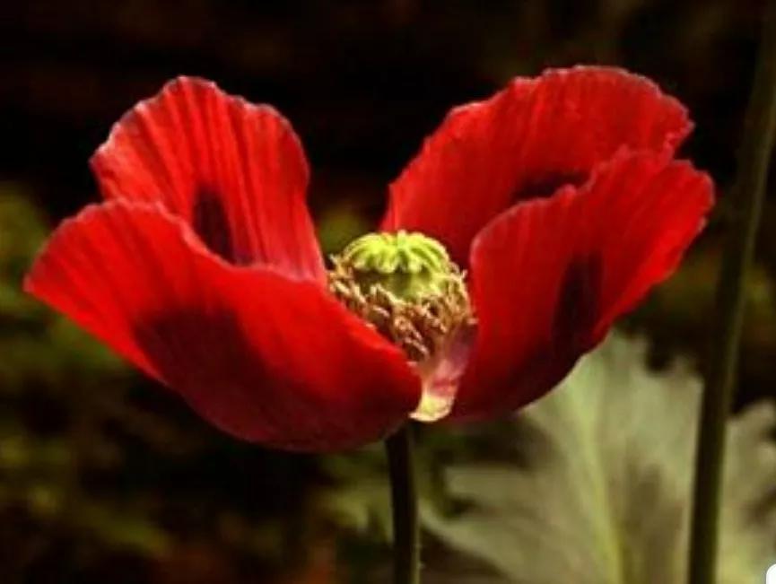 奇葩造型花:头上长草,心中有鬼,白月光。白天不开你非要晚上开