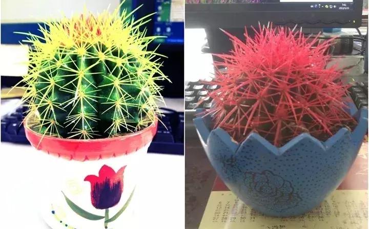 警惕这些诈骗新花招,这几种花有危险