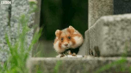 因为人类大量种植玉米，可爱的小动物吃掉了自己的孩子