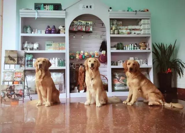 什么地方适合带猫狗玩耍,北京铲屎官可以带狗玩的地方