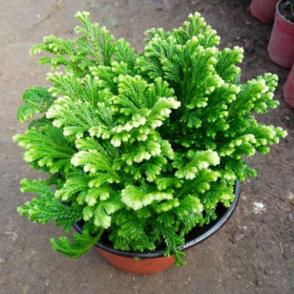 农村小野草“九死还魂”,缺水成枯草,遇水就复活,如今成高档货